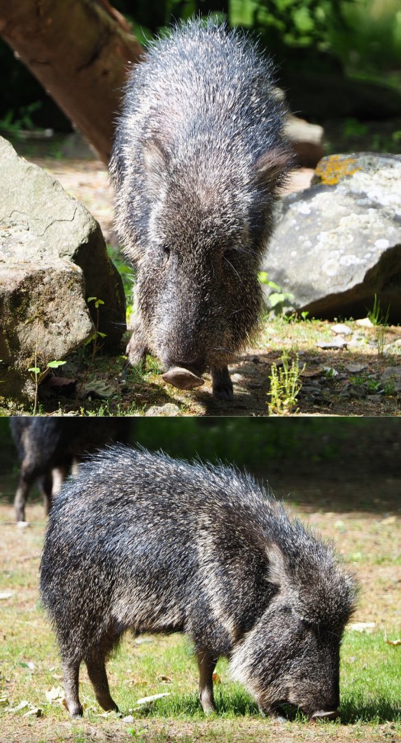 Chacoan peccary (Catagonus wagneri), 2020-05-23