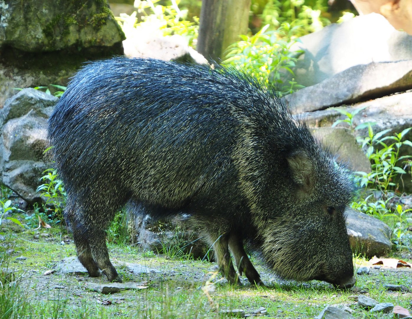 Chacoan peccary (Catagonus wagneri), 2020-07-21