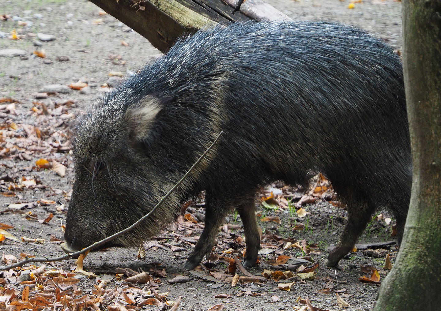 Chacoan peccary (Catagonus wagneri), 2020-10-19