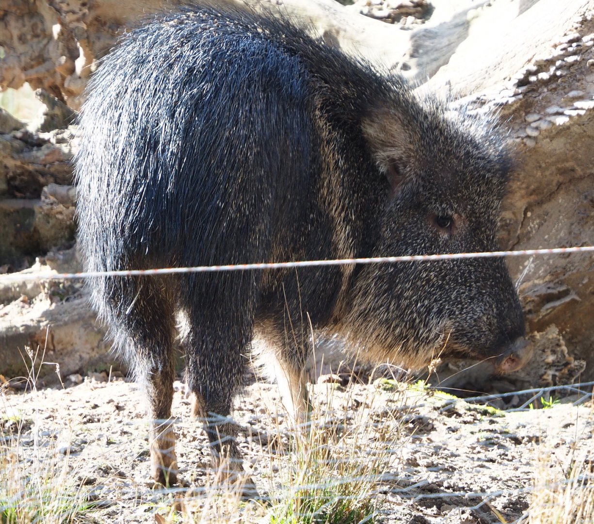 Chacoan peccary (Catagonus wagneri), 2021-02-23