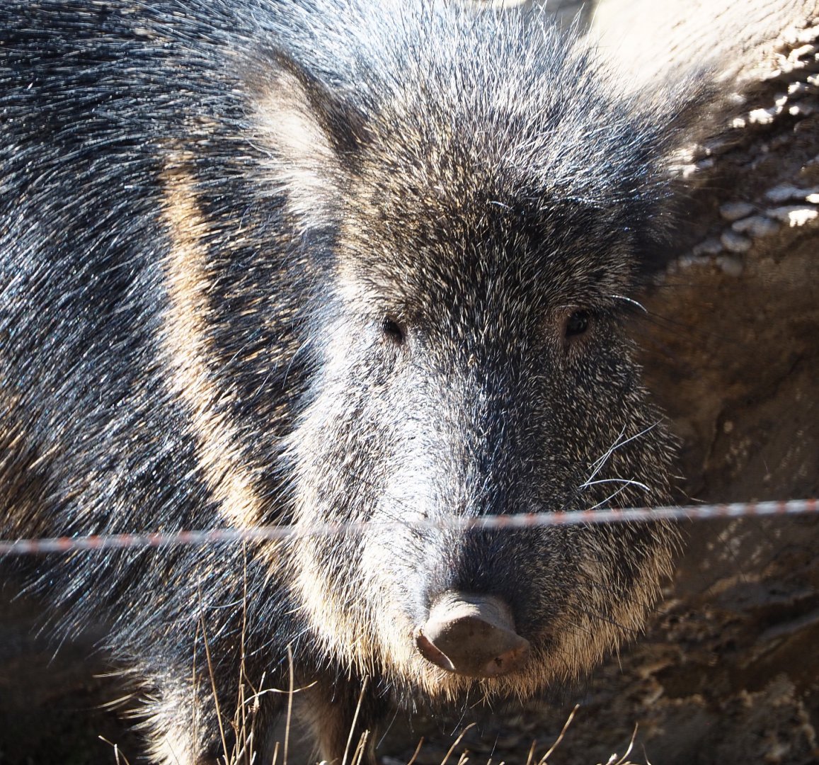 Chacoan peccary (Catagonus wagneri), 2021-02-23