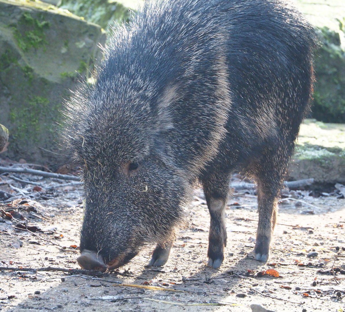 Chacoan peccary (Catagonus wagneri), 2021-12-22