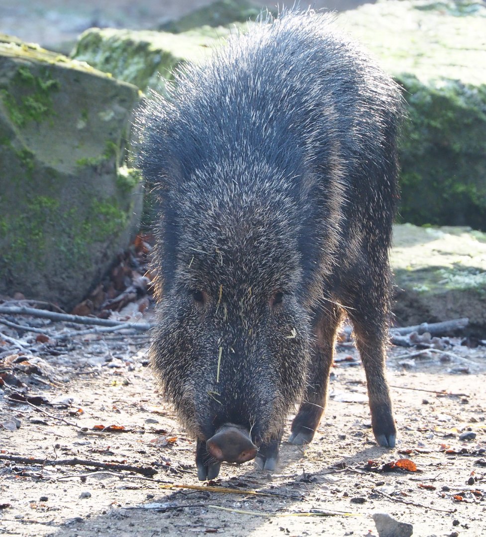 Chacoan peccary (Catagonus wagneri), 2021-12-22