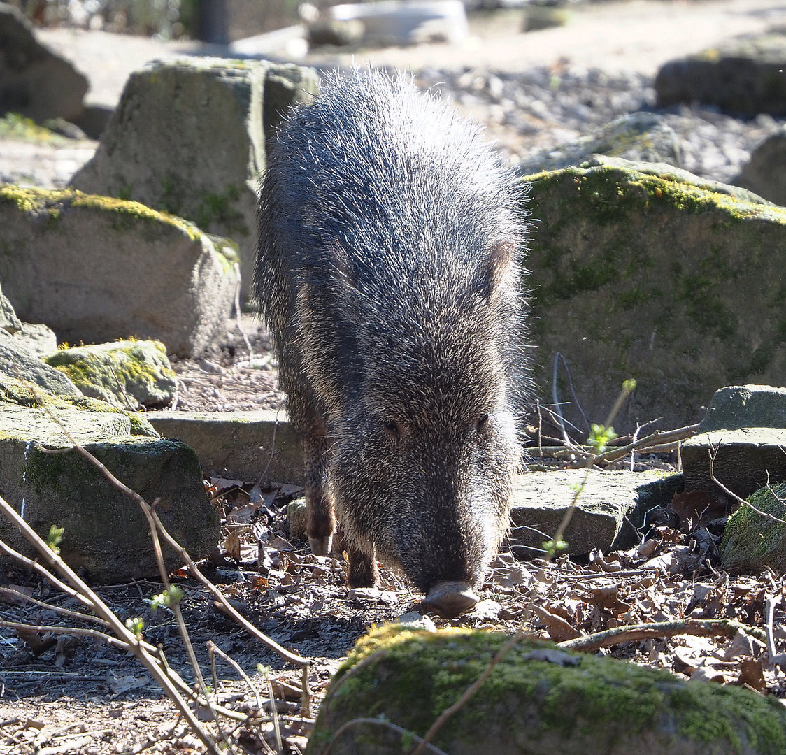 Chacoan peccary (Catagonus wagneri), 2022-03-08