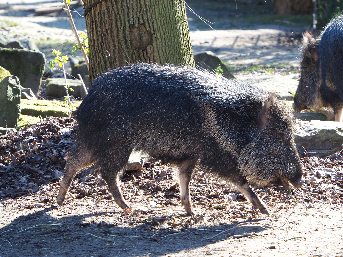Chacoan peccary (Catagonus wagneri), 2022-03-08