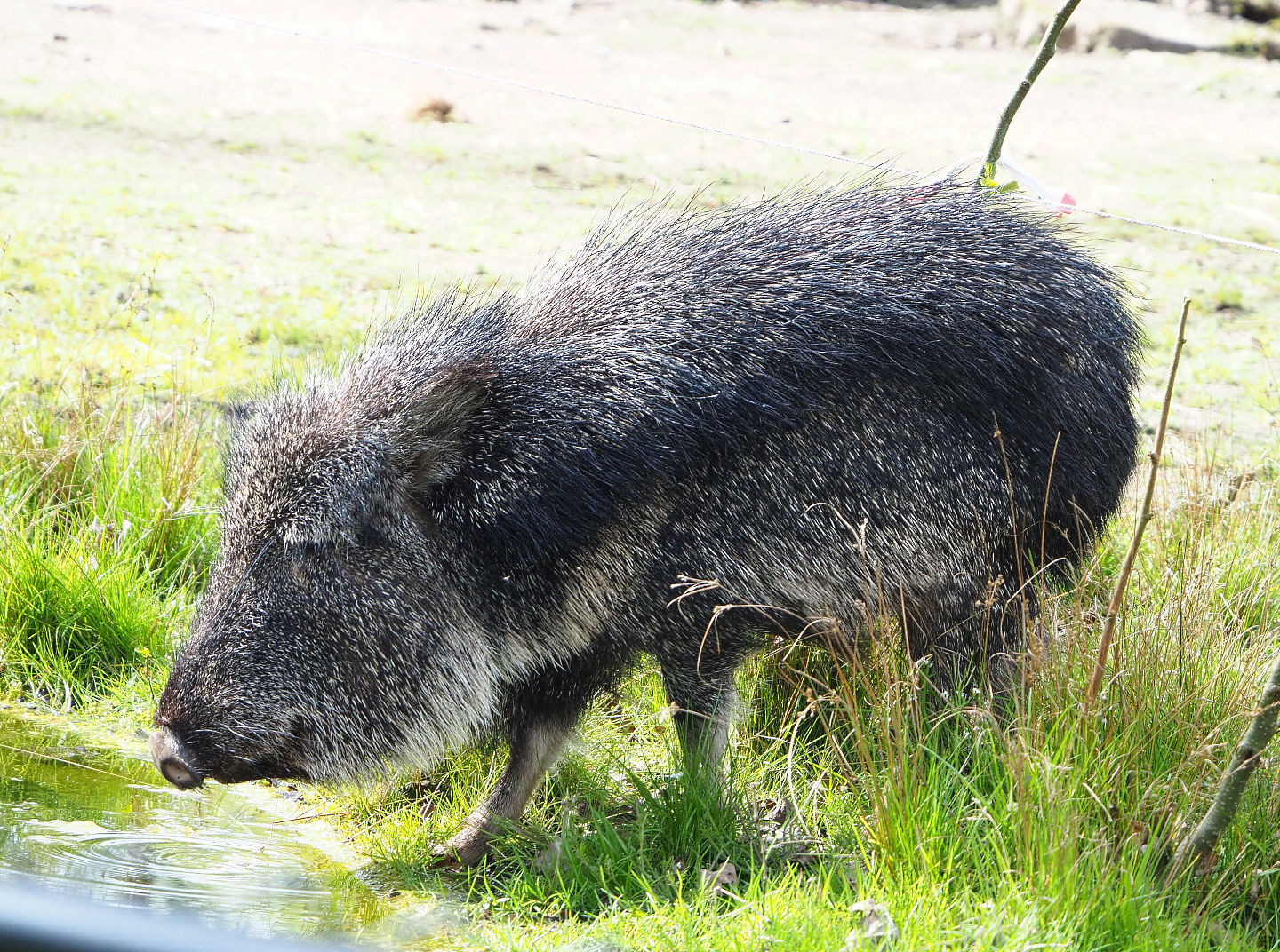 Chacoan peccary (Catagonus wagneri), 2022-04-12
