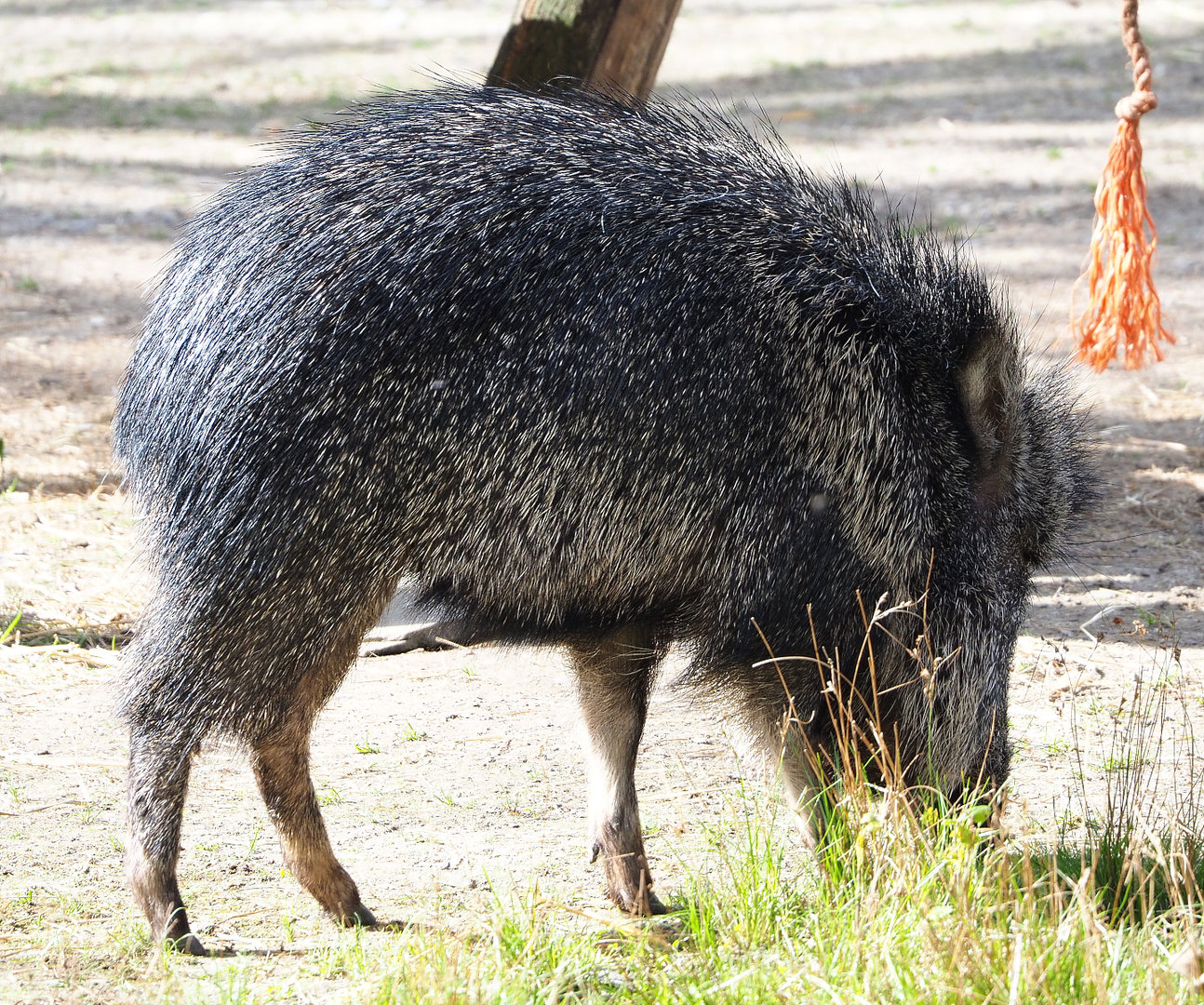 Chacoan peccary (Catagonus wagneri), 2022-04-12