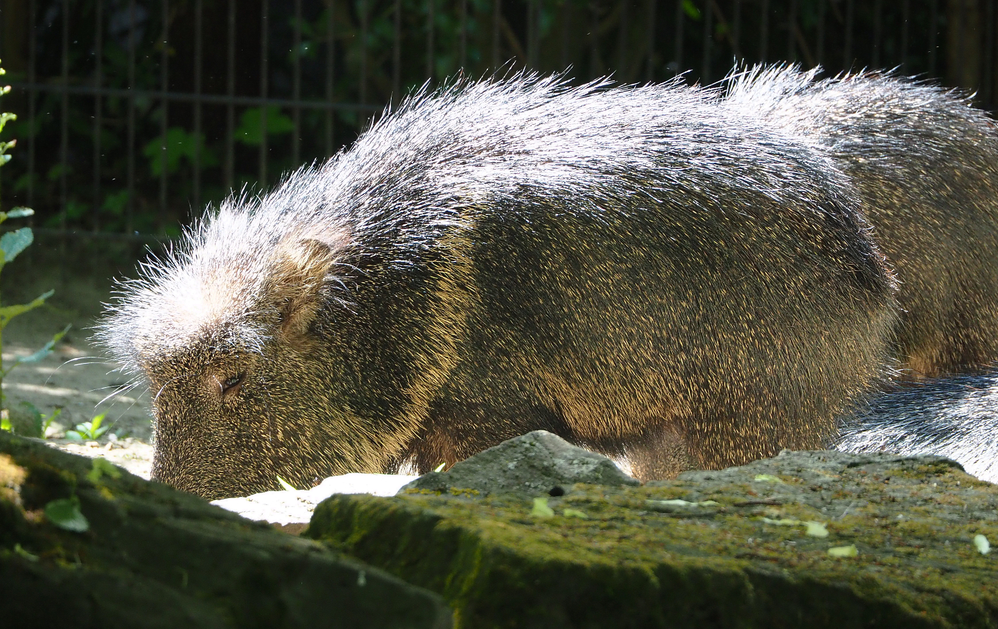 Chacoan peccary (Catagonus wagneri), 2022-05-28