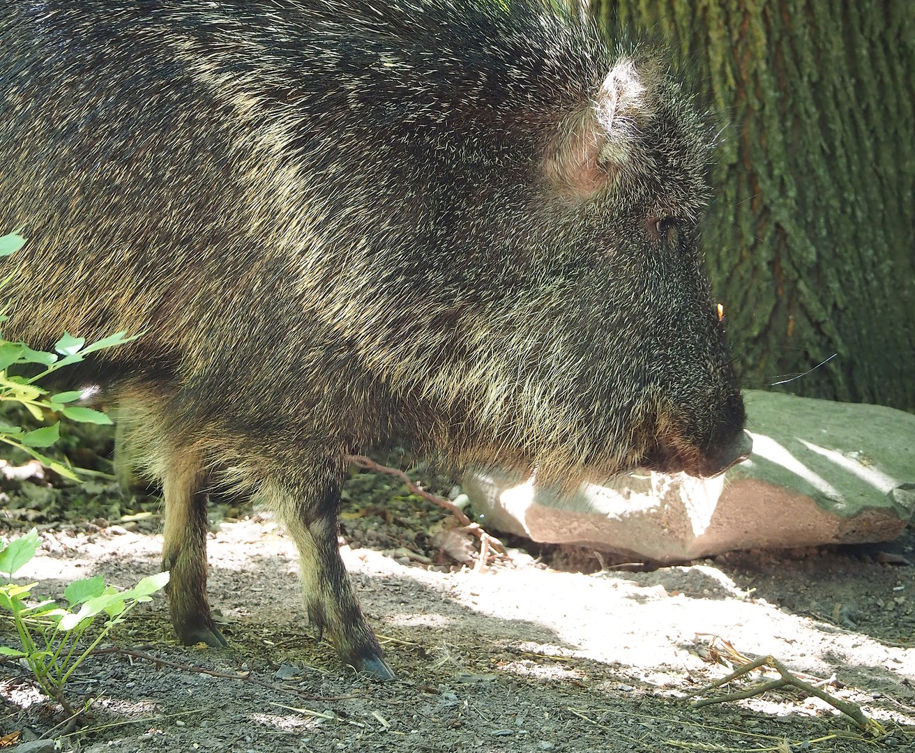 Chacoan peccary (Catagonus wagneri), 2022-07-16