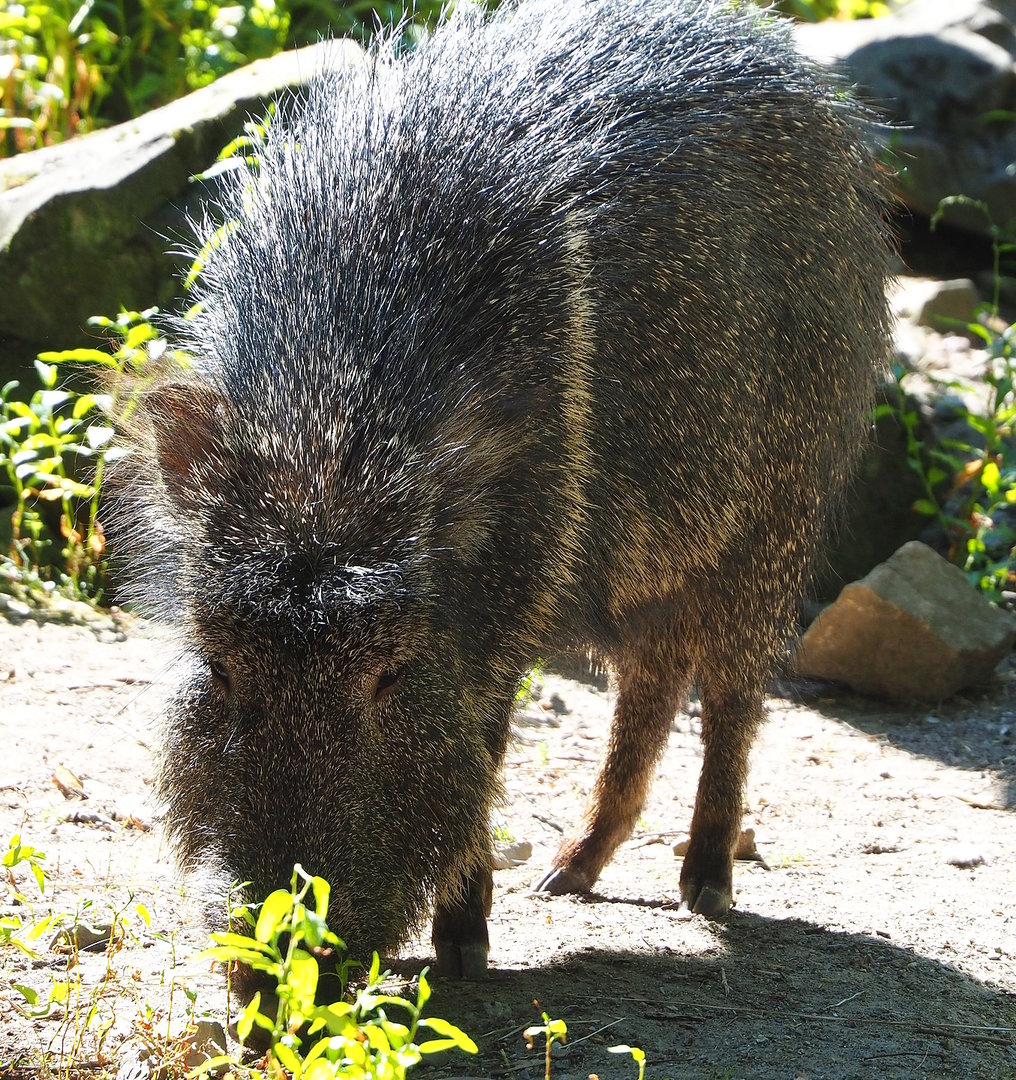 Chacoan peccary (Catagonus wagneri), 2022-08-07