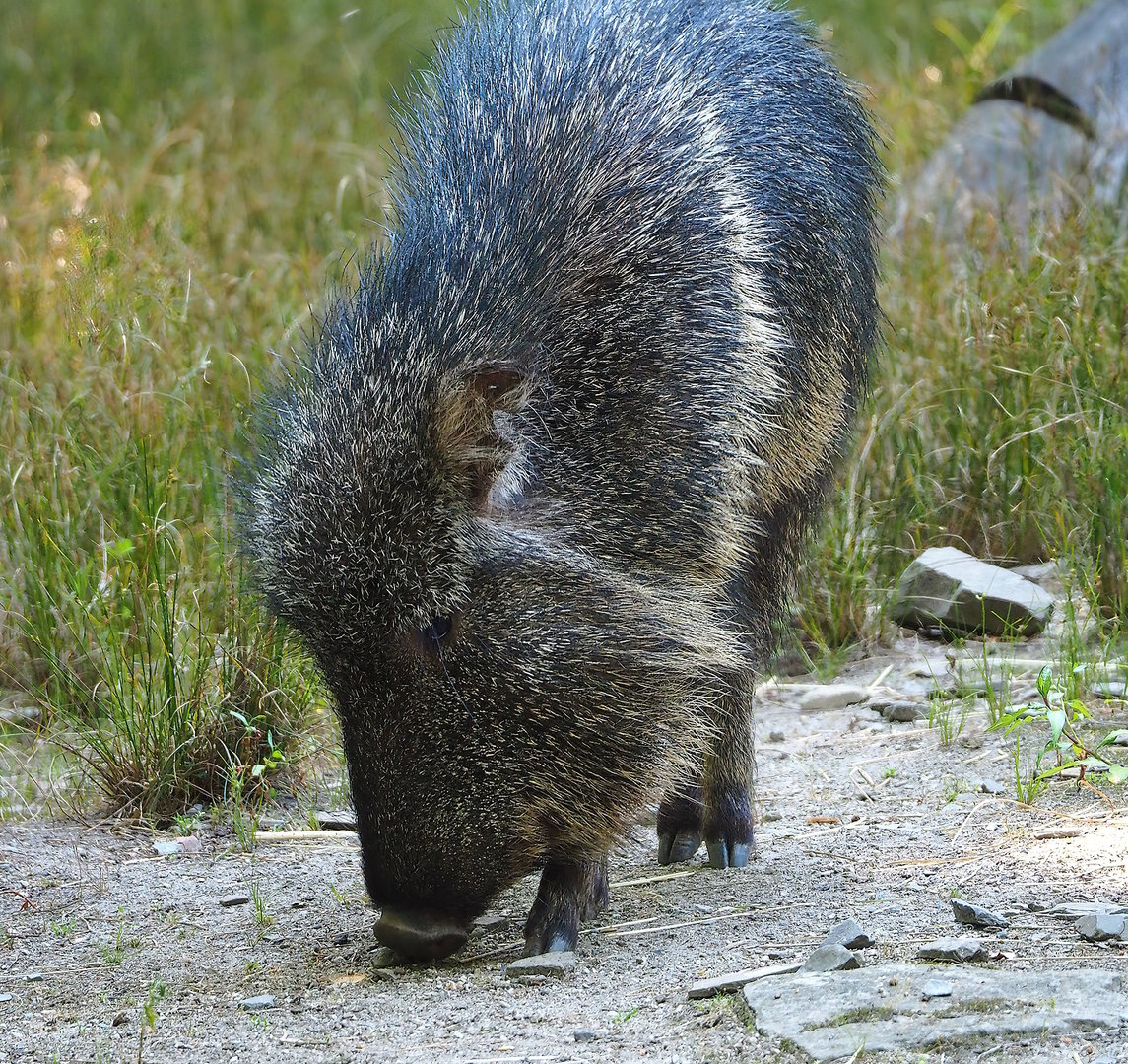 Chacoan peccary (Catagonus wagneri), 2022-08-07