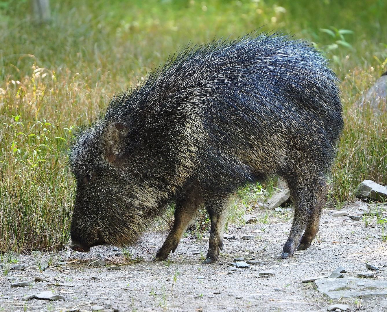 Chacoan peccary (Catagonus wagneri), 2022-08-07
