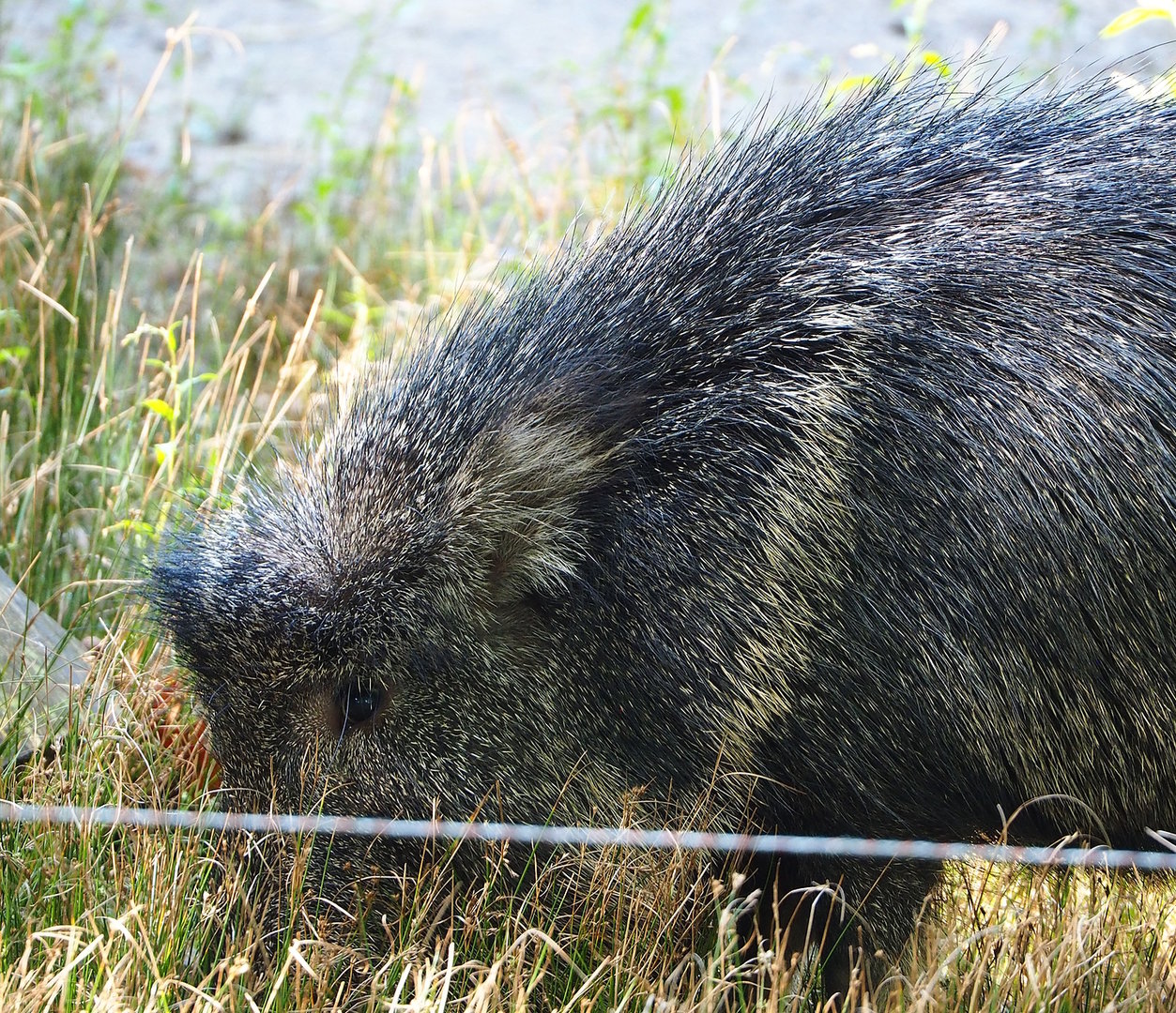 Chacoan peccary (Catagonus wagneri), 2022-09-12