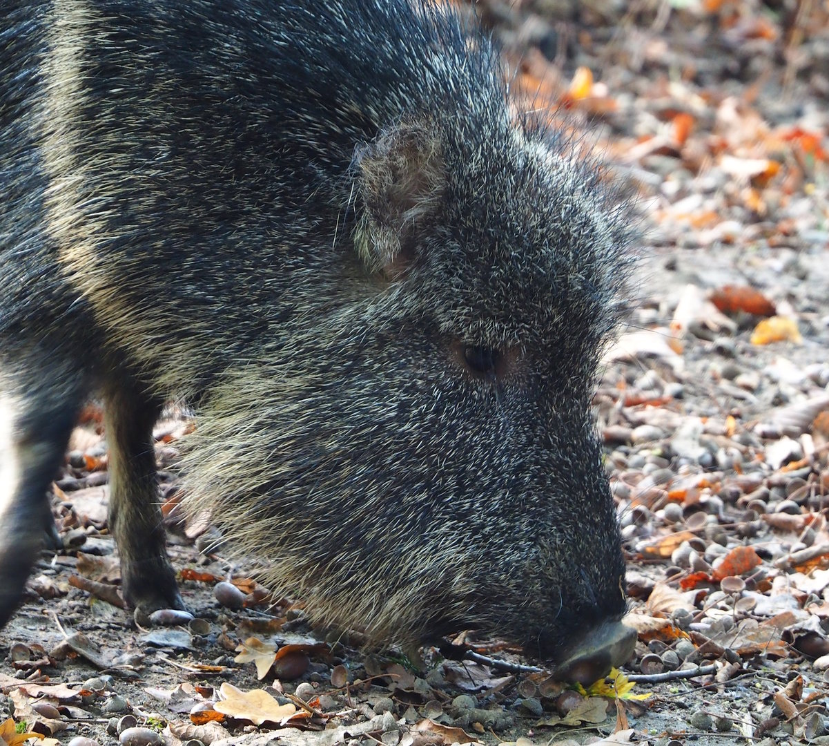 Chacoan peccary (Catagonus wagneri), 2022-10-19
