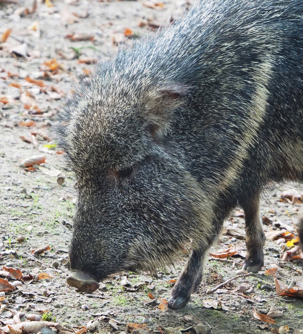 Chacoan peccary (Catagonus wagneri), 2022-10-19