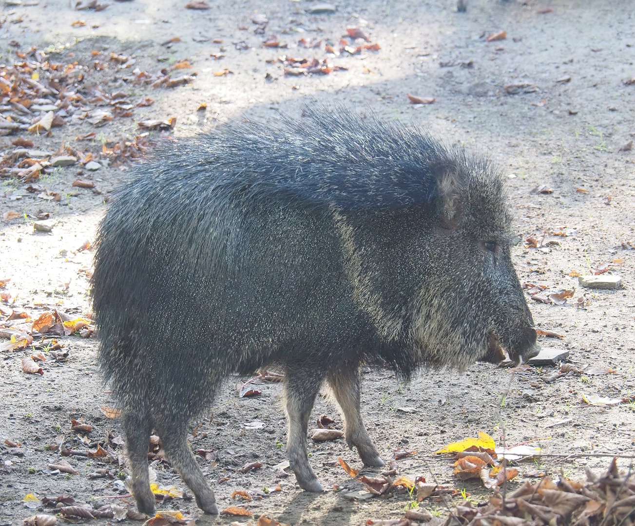 Chacoan peccary (Catagonus wagneri), 2022-11-12