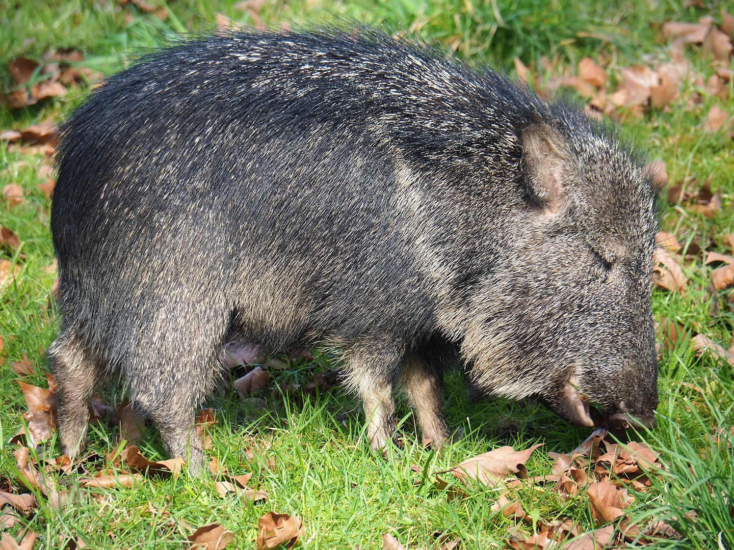 Chacoan peccary (Catagonus wagneri), 2023-03-28