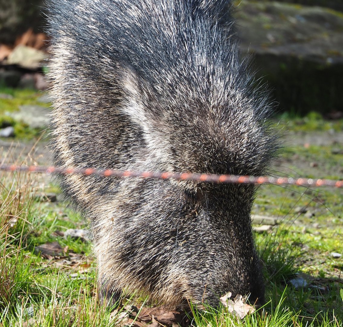 Chacoan peccary (Catagonus wagneri), 2023-03-28