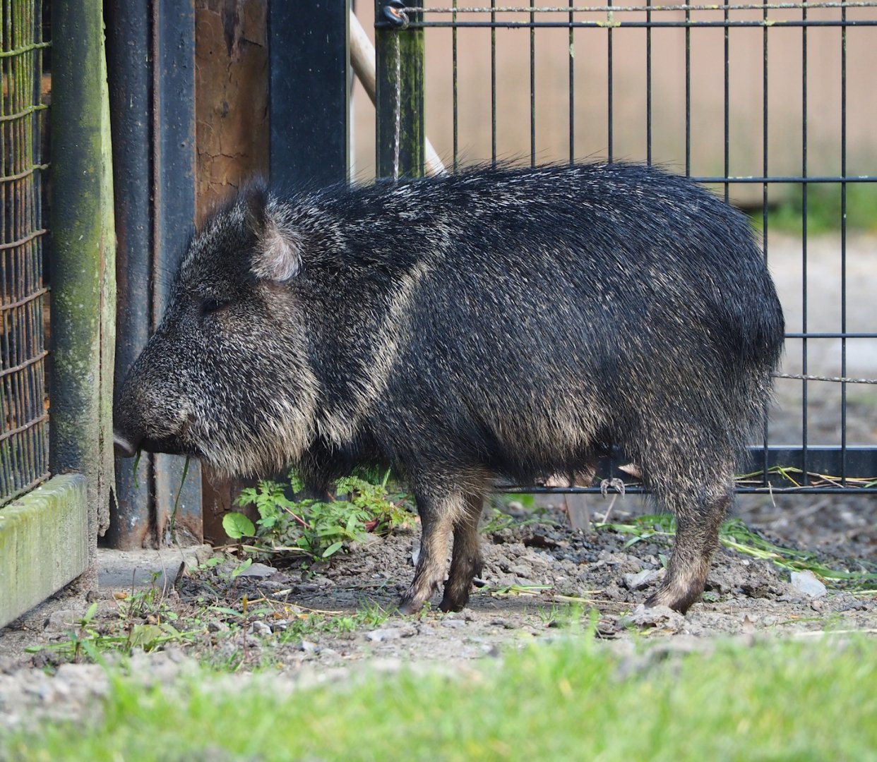 Chacoan peccary (Catagonus wagneri), 2023-04-18