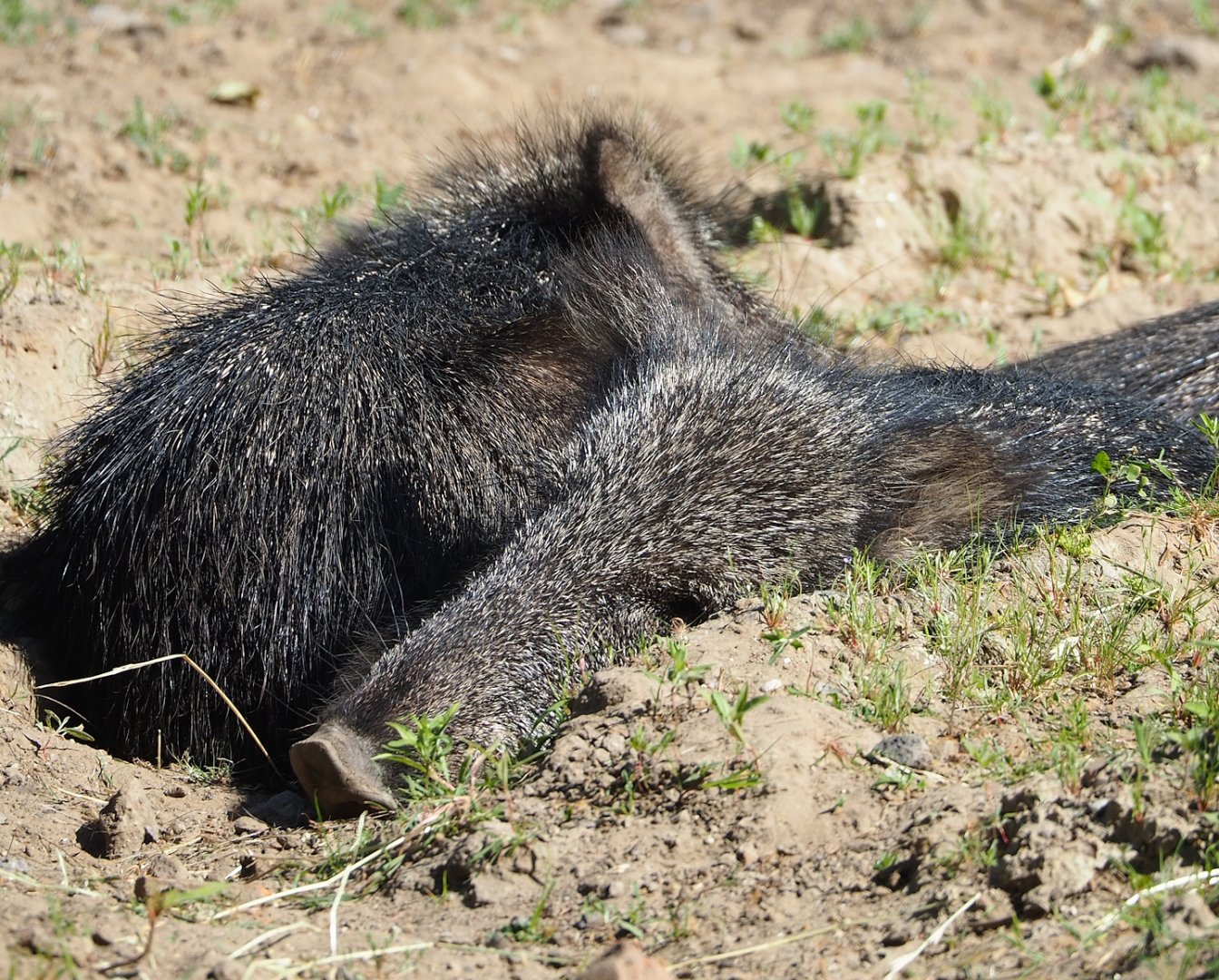 Chacoan peccary (Catagonus wagneri), 2023-06-04