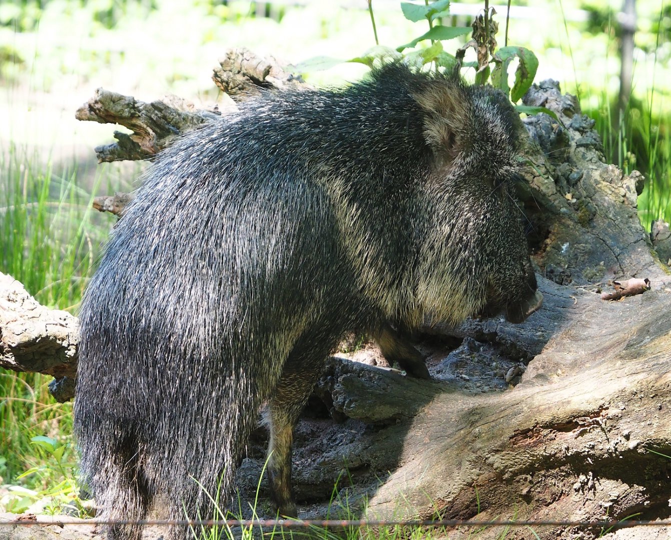 Chacoan peccary (Catagonus wagneri), 2023-06-04