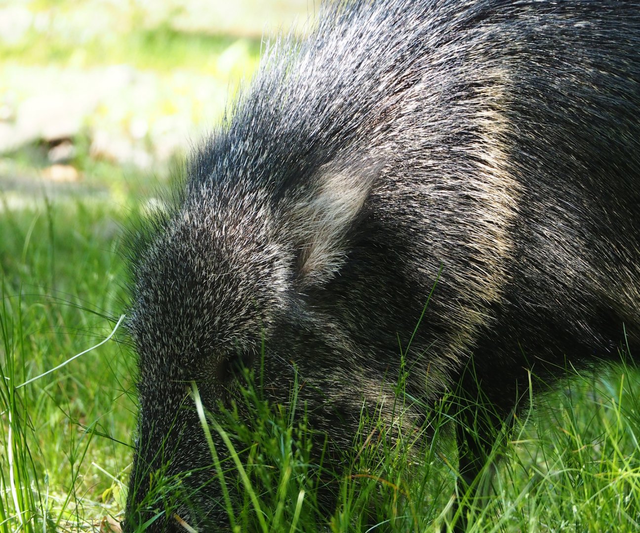 Chacoan peccary (Catagonus wagneri), 2023-06-04
