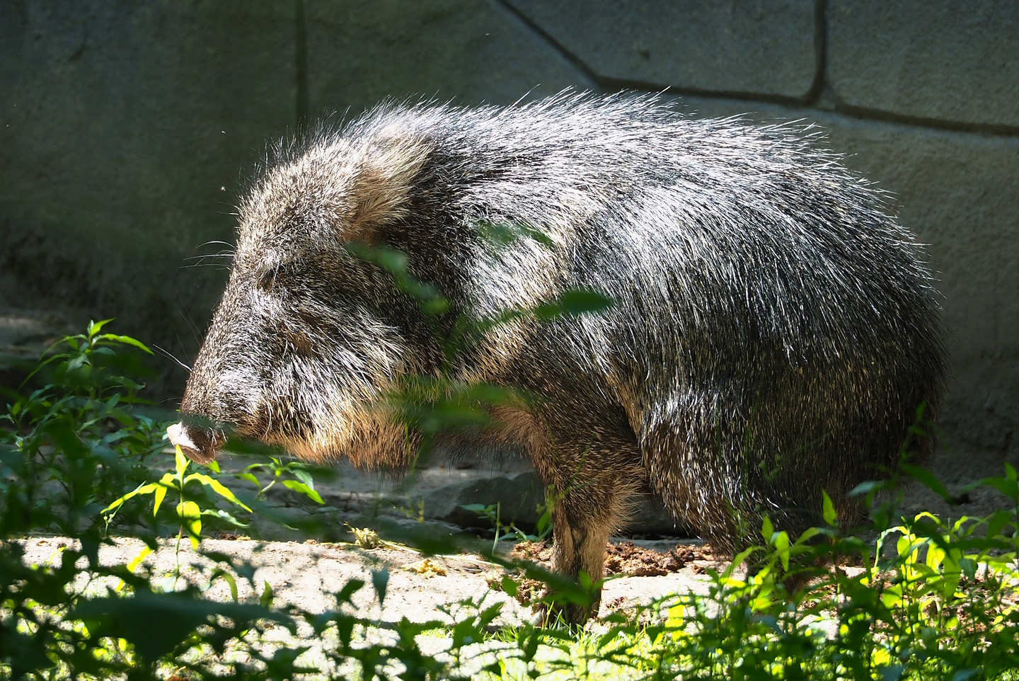 Chacoan peccary (Catagonus wagneri), 2023-07-08