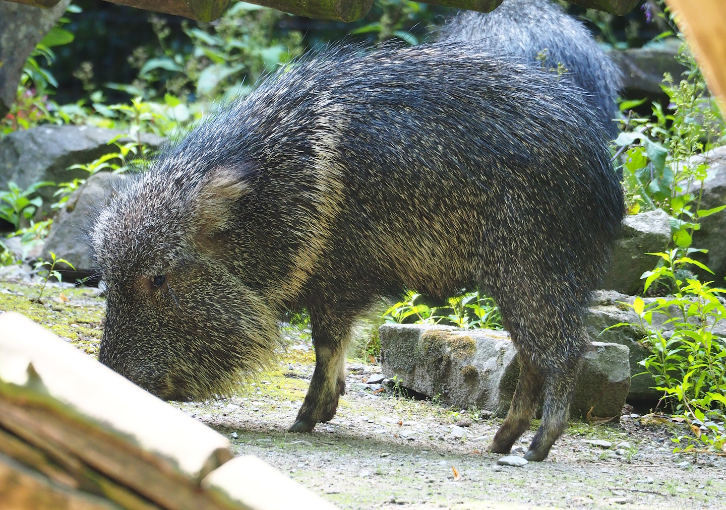 Chacoan peccary (Catagonus wagneri), 2023-07-26
