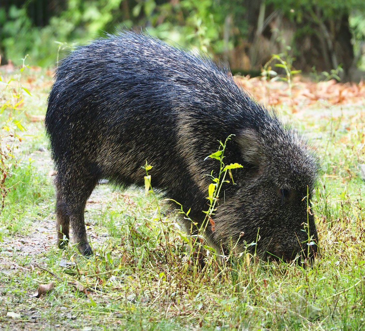Chacoan peccary (Catagonus wagneri), 2023-09-19