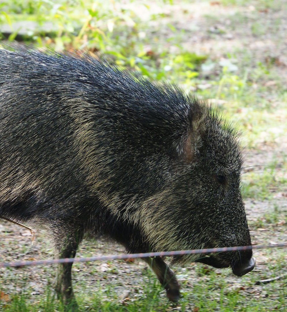Chacoan peccary (Catagonus wagneri), 2023-09-19