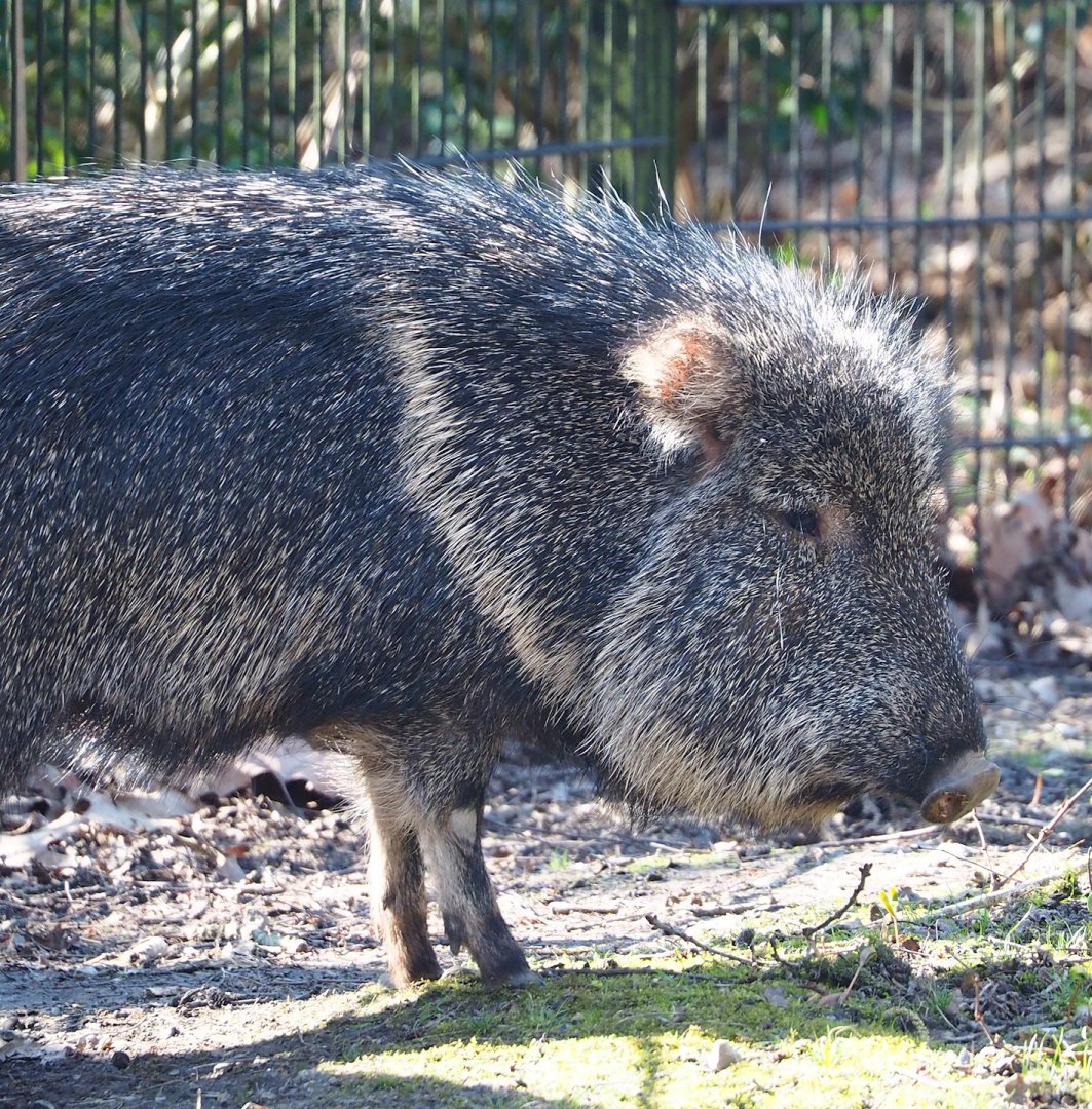 Chacoan peccary (Catagonus wagneri), 2024-03-04