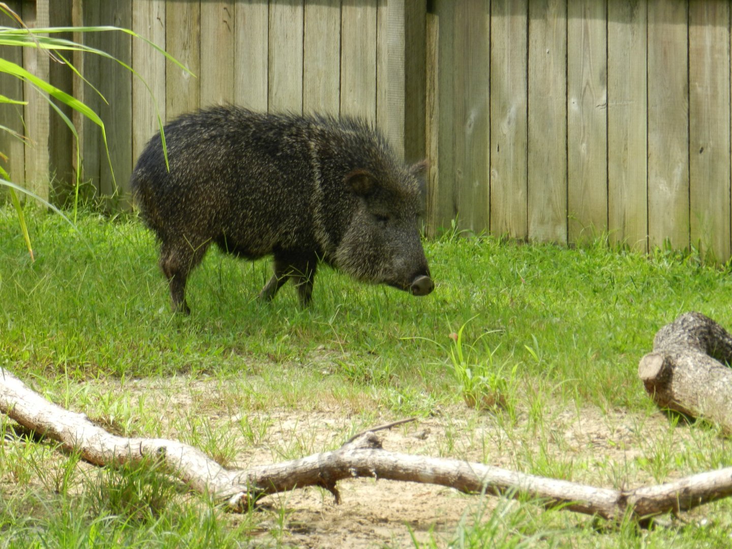 Chacoan Peccary (Catagonus wagneri) at Central Florida Zoo and Botanical Gardens