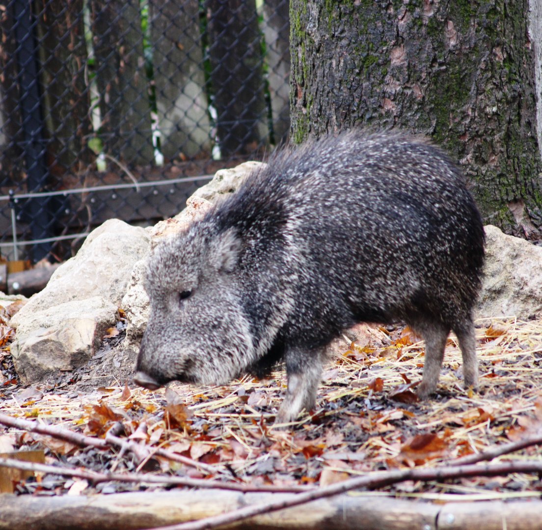 Chacoan peccary (Catagonus wagneri) at Paris zoological park 25th November 2018