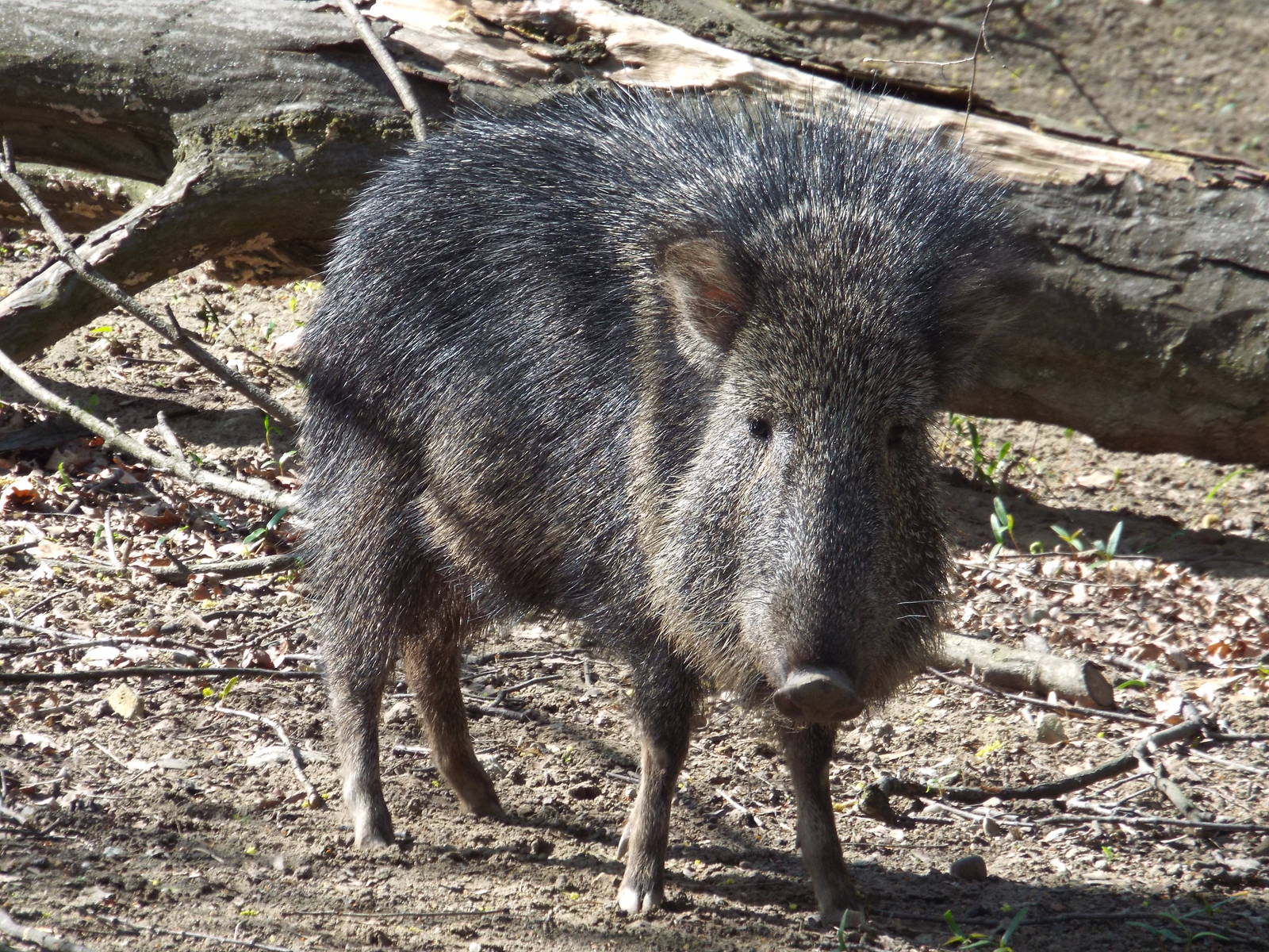 Chacoan Peccary (Catagonus wagneri) at Tierpark Berlin - April 8th 2014