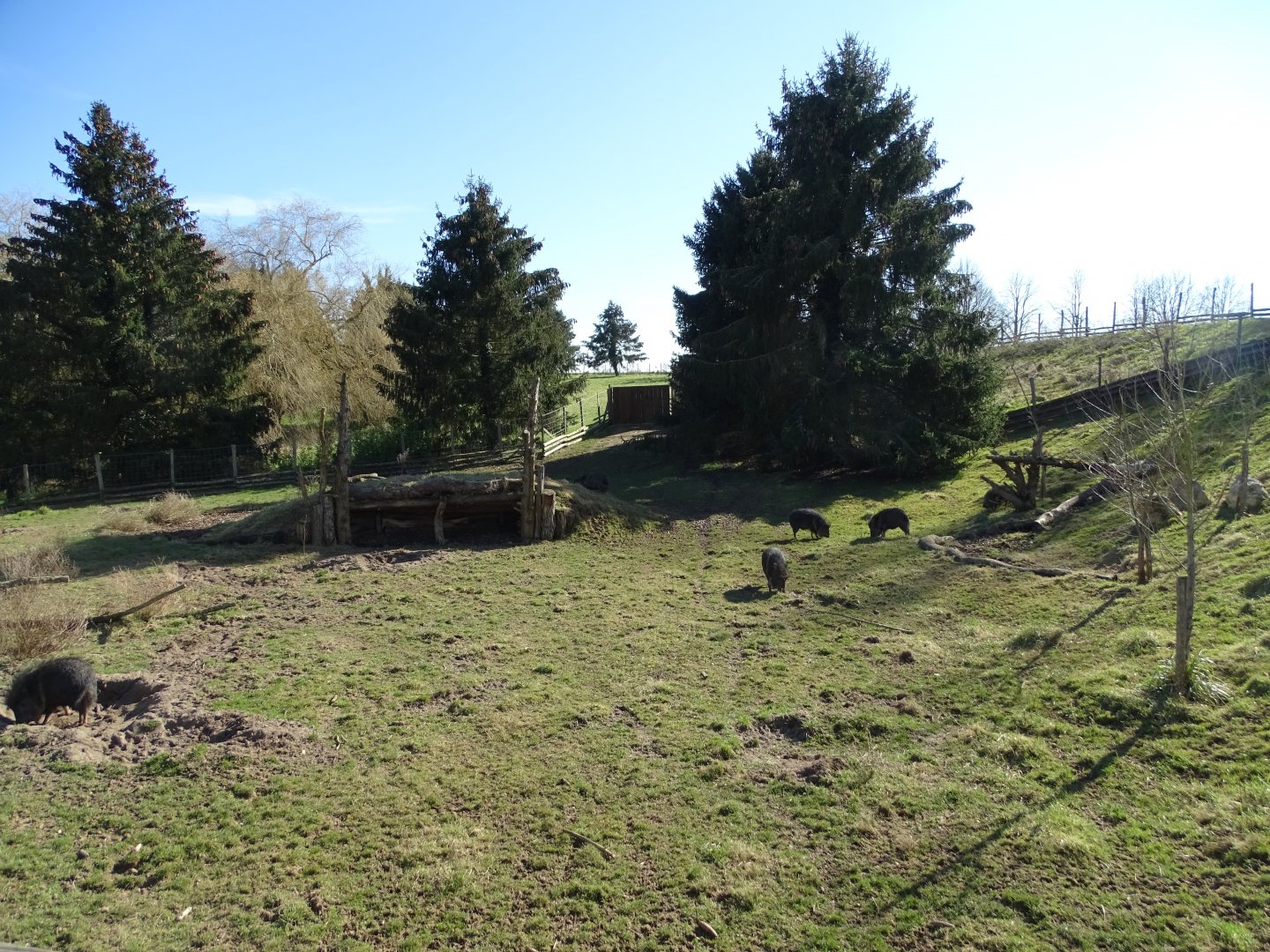 Chacoan peccary (Catagonus wagneri) exhibit