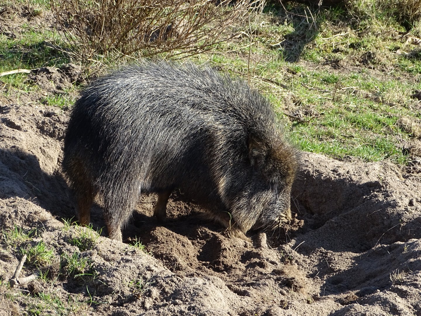 Chacoan peccary (Catagonus wagneri) exhibit