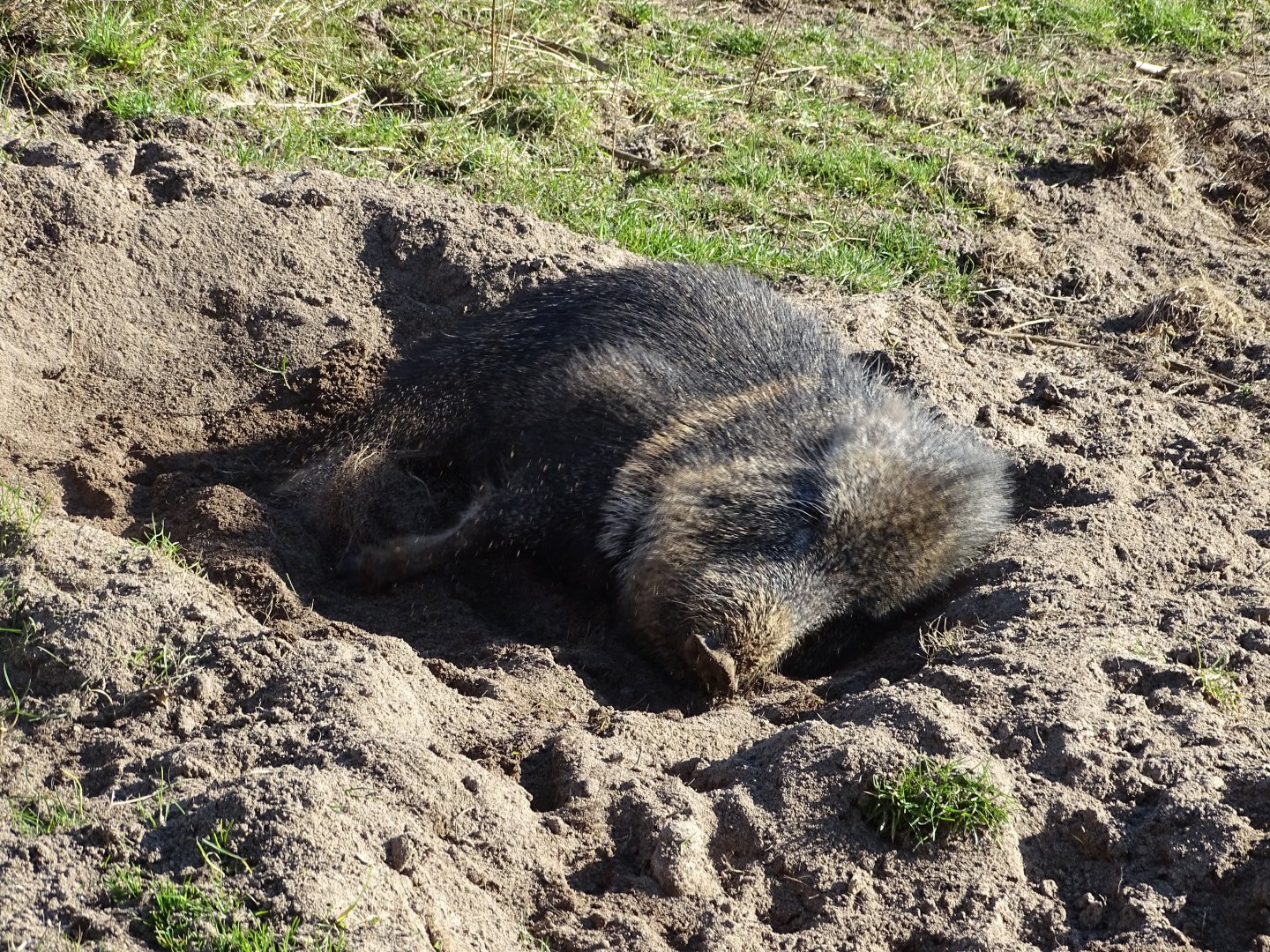 Chacoan peccary (Catagonus wagneri) exhibit
