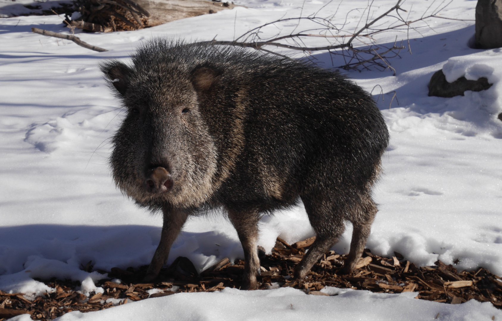 Chacoan Peccary (Catagonus wagneri) in the Snow