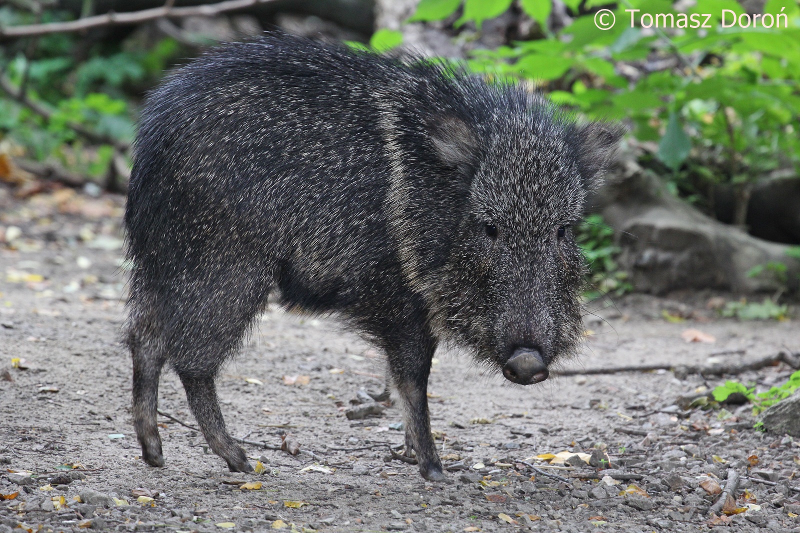 Chacoan Peccary (Catagonus wagneri), October 2017