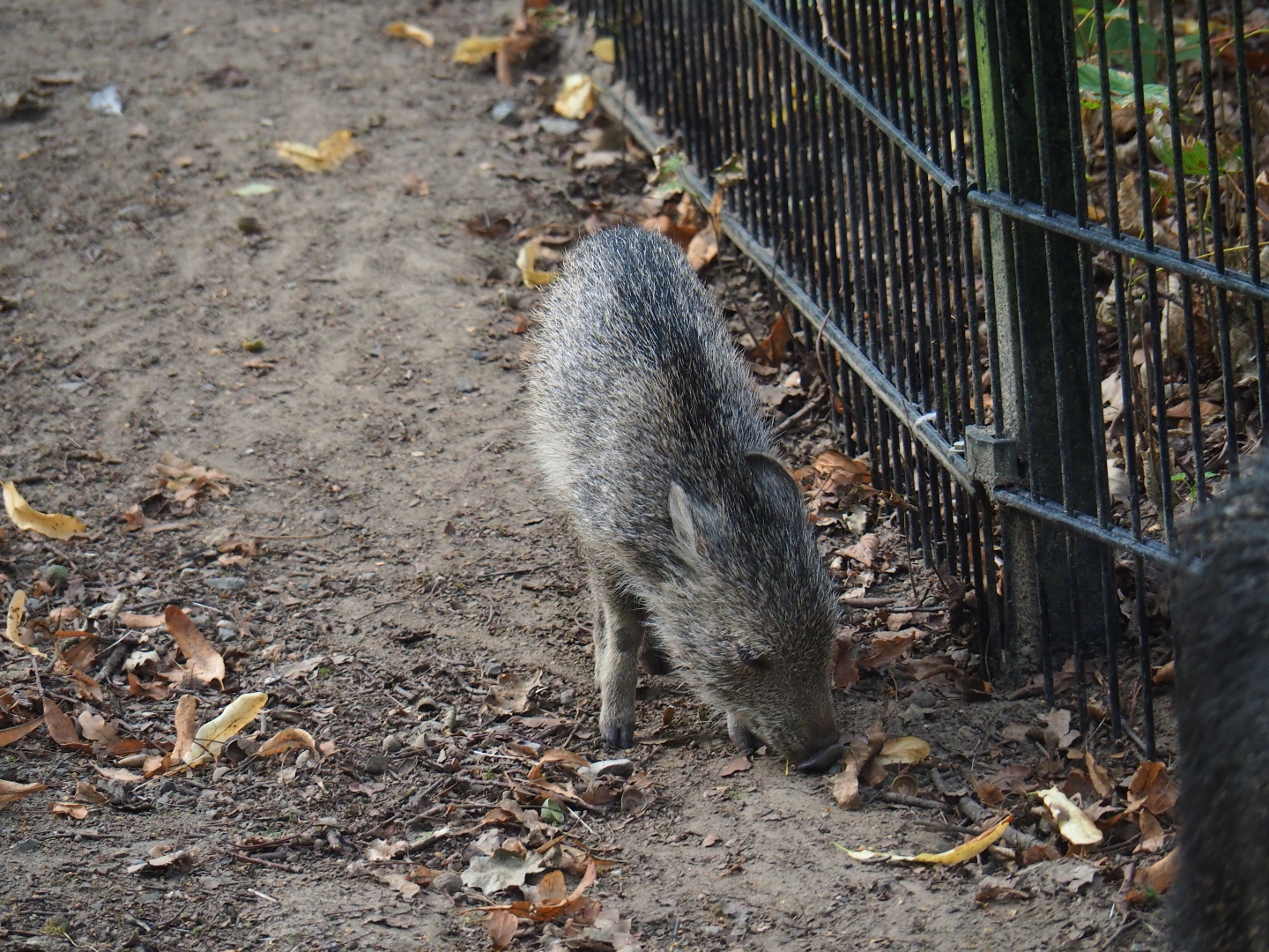 Chacoan peccary (Catagonus wagneri) piglet