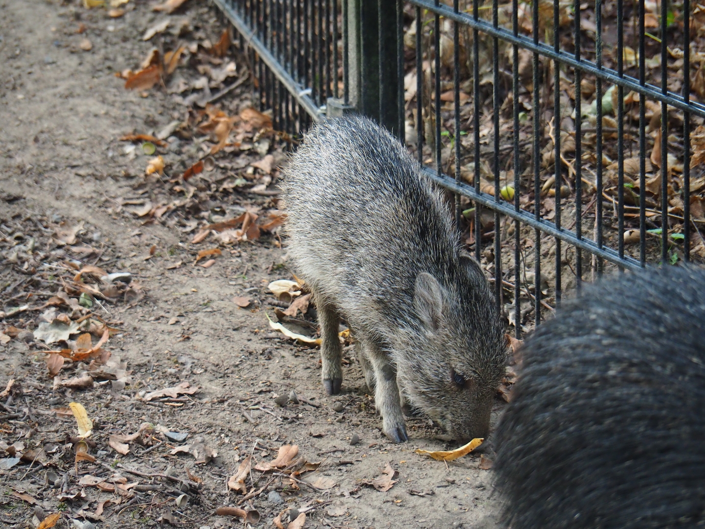 Chacoan peccary (Catagonus wagneri) piglet