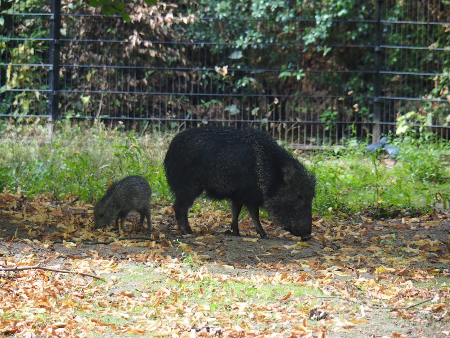 Chacoan peccary (Catagonus wagneri) with piglet