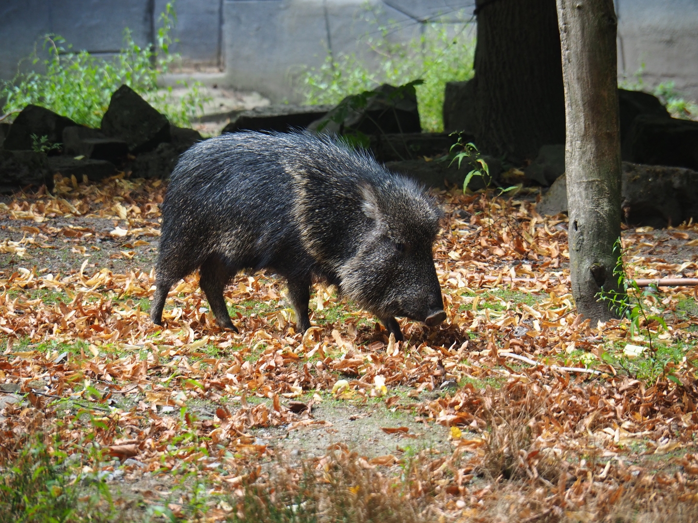 Chacoan peccary (Catagonus wagneri)