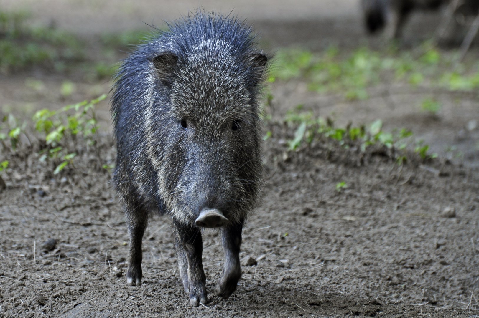 Chacoan peccary (Catagonus wagneri)