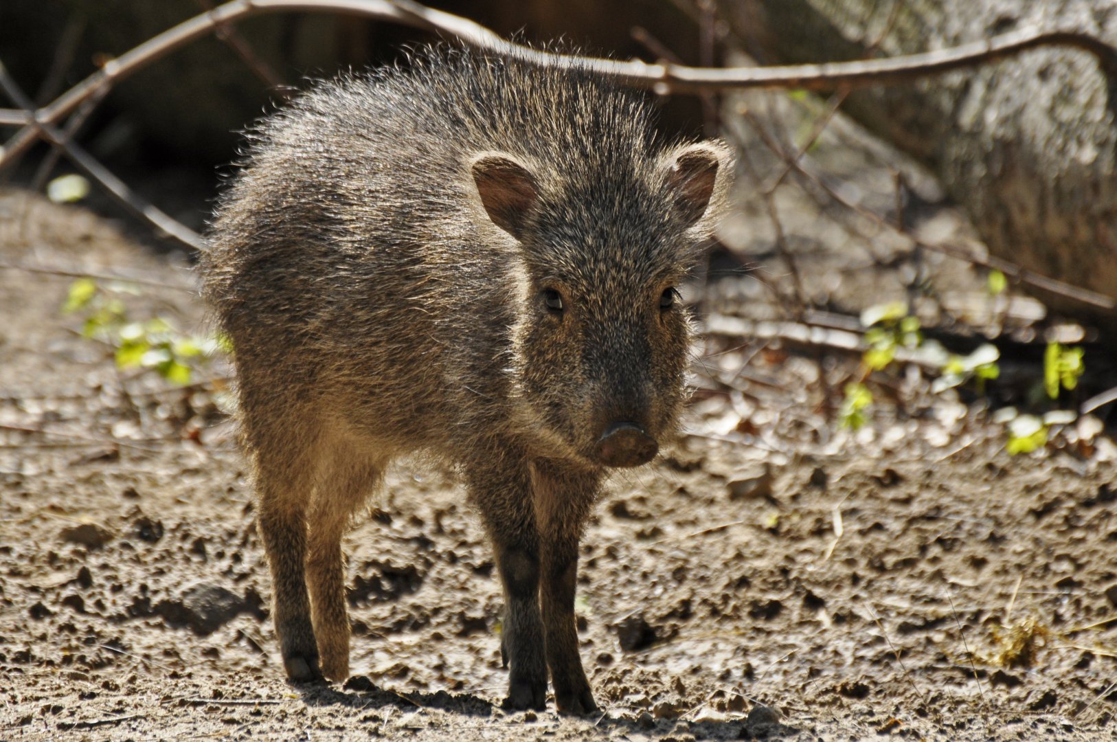 Chacoan peccary (Catagonus wagneri)