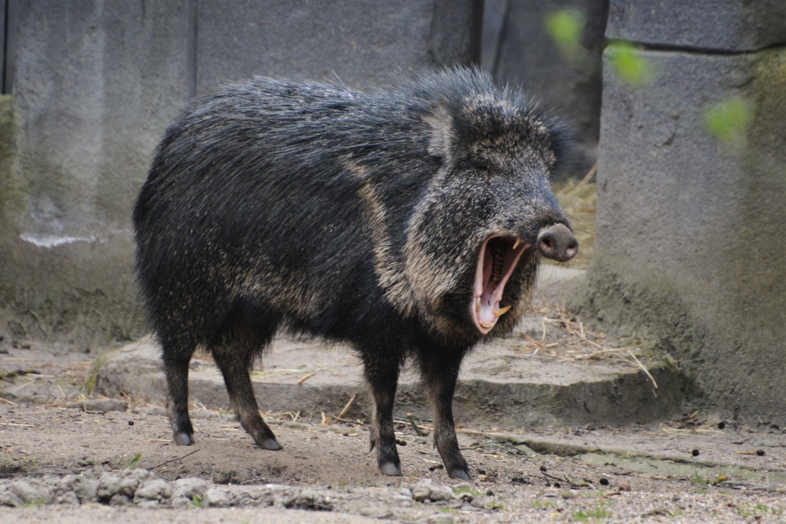 Chacoan peccary (Catagonus wagneri)