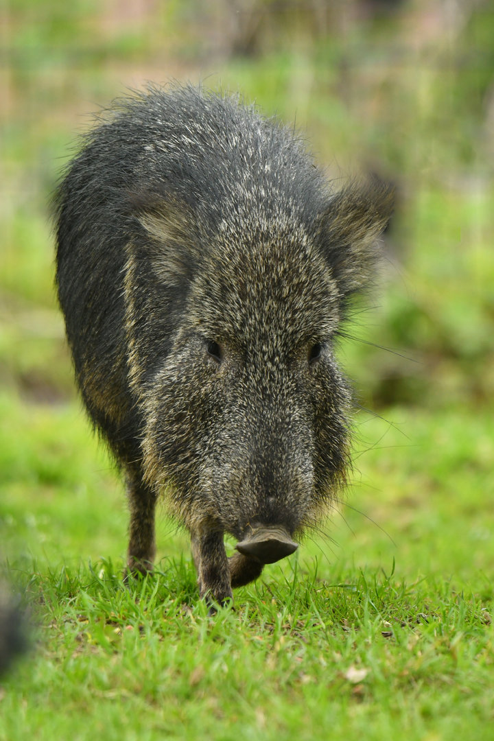 Chacoan peccary (Catagonus wagneri)