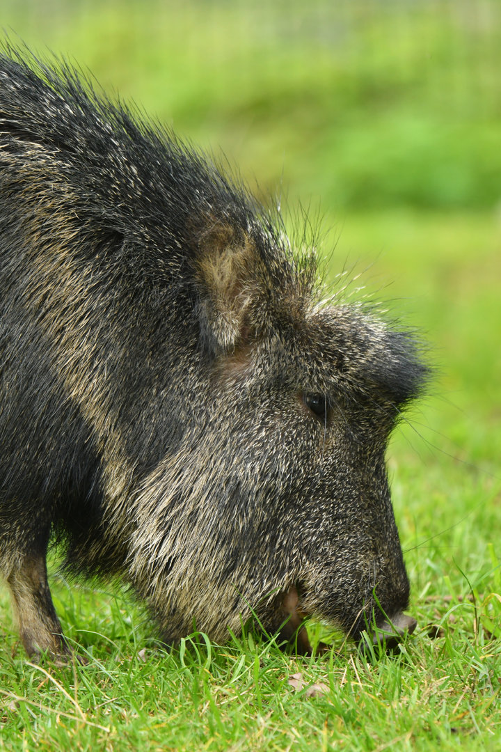 Chacoan peccary (Catagonus wagneri)