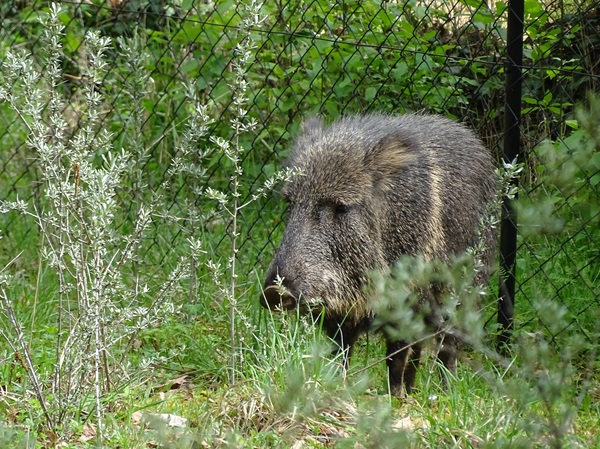 Chacoan peccary (Catagonus wagneri)