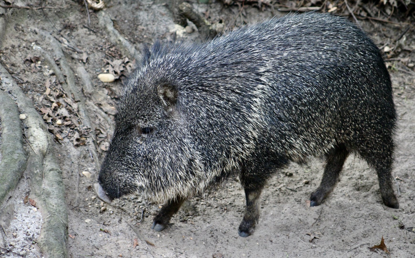 Chacoan Peccary (Catagonus wagneri)